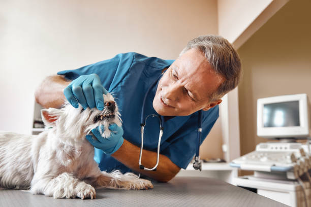Best Emergency Dental Care for Broken or Chipped Teeth in Pinedale, WY